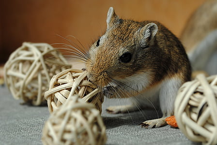 gray and gray hamster biting the wicker ball thumbnail