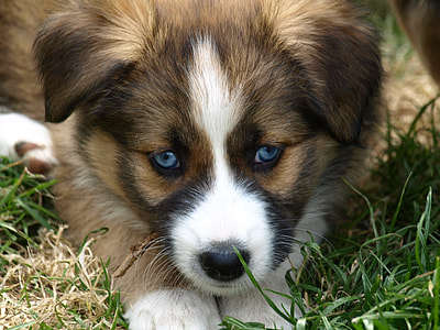 closeup photography of tan and white puppy thumbnail