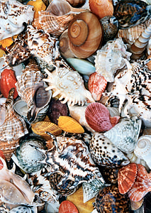 closeup photo of assorted-color seashells thumbnail