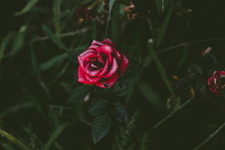 red rose in closeup photography thumbnail