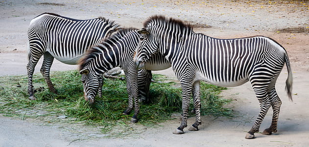 three black-and-white zebra eating green grasses thumbnail