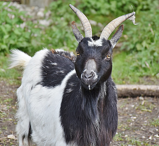 white and black goat thumbnail