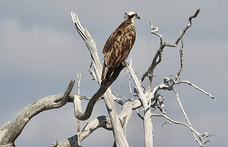 brown and white bird on trunk thumbnail