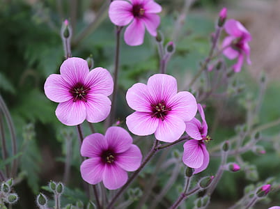 pink 5-petaled flower in close up photography thumbnail