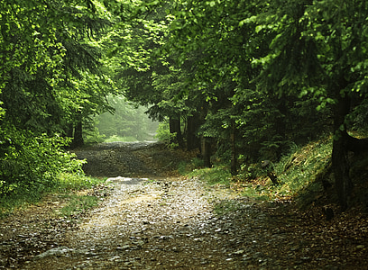 road between green leafed trees thumbnail