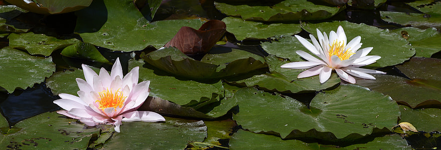 two water lily flowers thumbnail