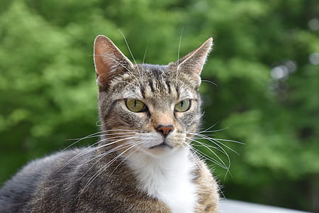 selective focus photo of brown tabby cat thumbnail