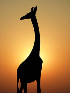silhouette of giraffe thumbnail