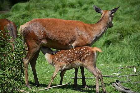 brown deer feeding pawn during daytime thumbnail