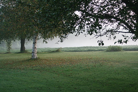 birch tree near grass field thumbnail