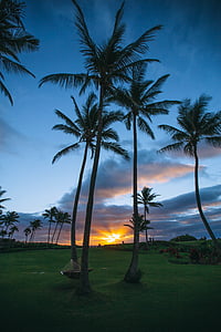 coconut tree thumbnail