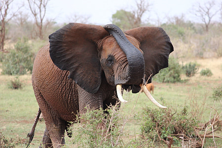 brown elephant walking on grass field during daytime thumbnail