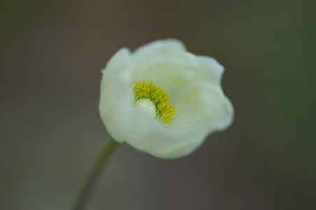 selective focus photo of white poppy flower thumbnail