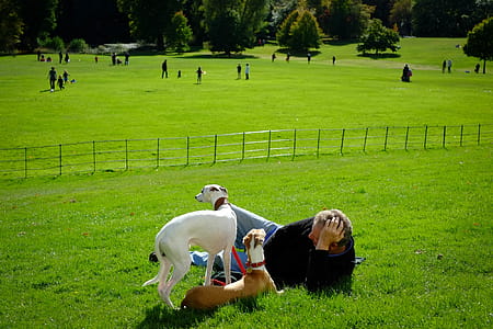 White and Brown Dogs On Green Meadows thumbnail