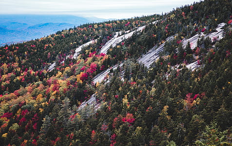 aerial photography of green trees with flowers thumbnail