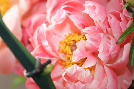 macro photography pink petaled flower thumbnail