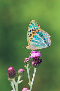 close up photo of brown and teal butterfly thumbnail