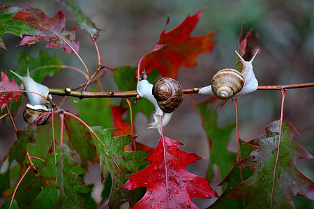 three brown-and-white snails on brown plant branch bokeh photography thumbnail