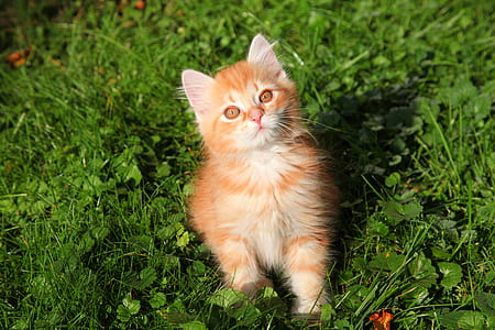 orange kitten on grass field thumbnail