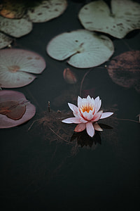 pink lotus flower floating on body of water thumbnail