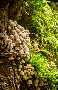 beige mushroom growing on the side of brown tree trunk during daytijme thumbnail