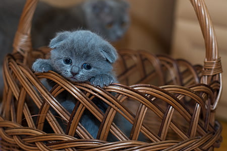 Russian Blue Kitten on Brown Woven Basket thumbnail