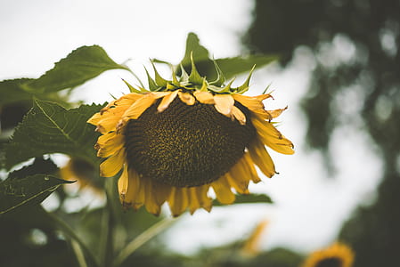 photo of sunflower thumbnail