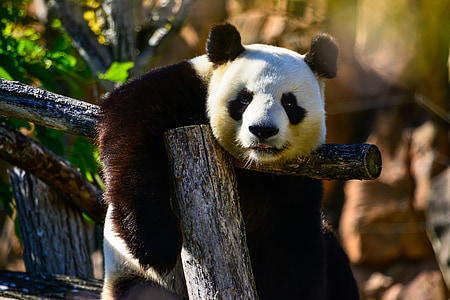 panda sitting on bench thumbnail