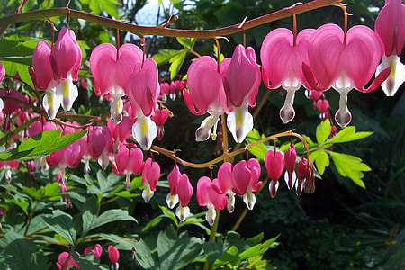 Dicentra Spectabilis, Bleeding Heart thumbnail