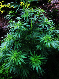 cannabis plant thumbnail