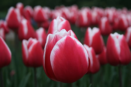 red-petaled flower thumbnail