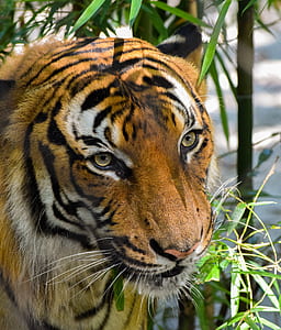Bengal tiger near green leafed plant thumbnail