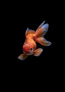 goldfish thumbnail