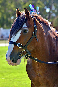 selective focus photography of brown horse thumbnail