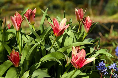 red and purple flowers thumbnail