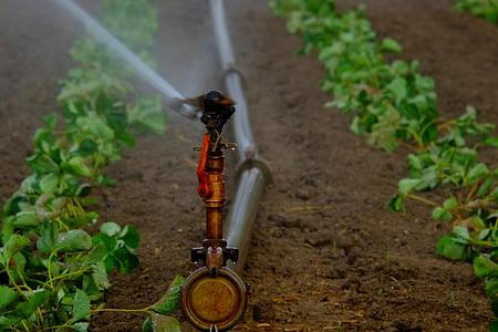 water sprinkler watering plants thumbnail