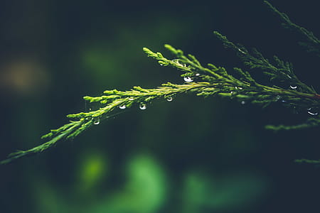 Green Fir Branch With Water Dew thumbnail