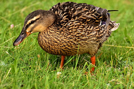 brown and black duck surrounded by grass shallow focus photography thumbnail