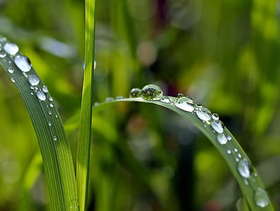 close-up photography of dew drops on grass thumbnail