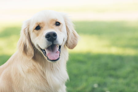 adult light golden retriever thumbnail