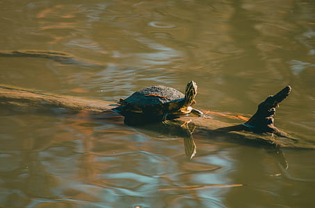 Brown Turtle on Wood Trunk thumbnail