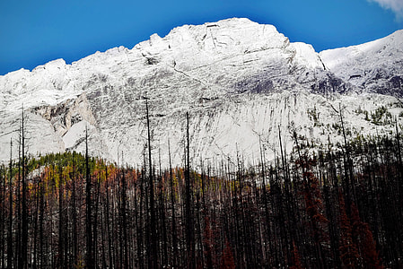 White Rock Mountains with trees in Jasper National Park, Alberta, Canada thumbnail