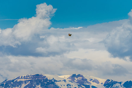 brown bird flying above mountain thumbnail