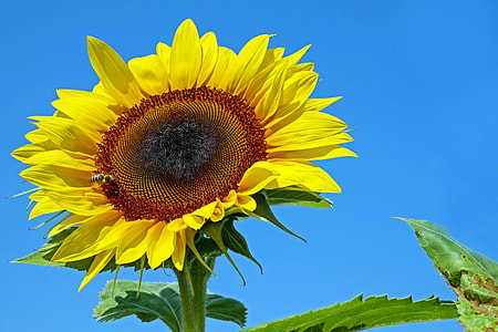 swallow photography of sunflower thumbnail