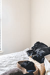 dog lying on bed thumbnail