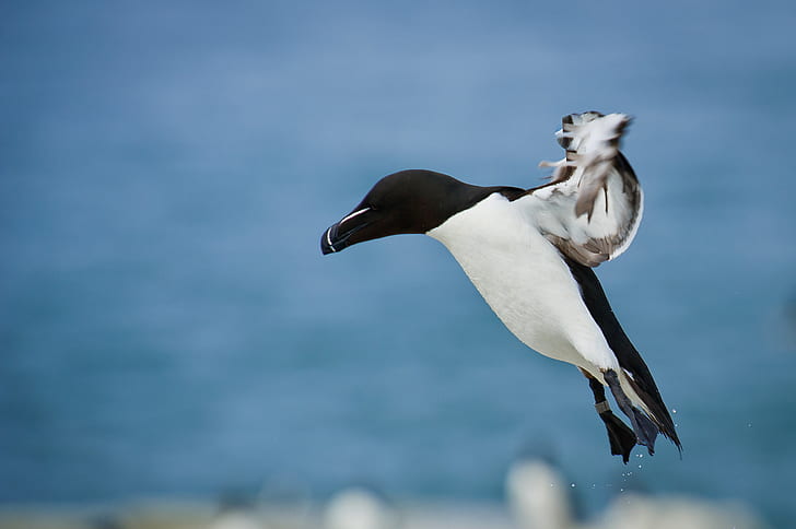 selective focus photography of penguin