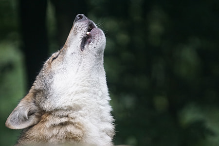 shallow focus photography of white and brown wolf thumbnail