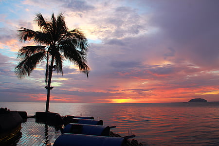green palm tree beside body of water during golden hour thumbnail