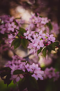 nature, flowers, branches, petals thumbnail