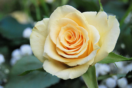 close-up of yellow rose flower in bloom thumbnail